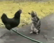 Cock and pussy - animated GIF.