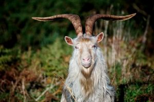What appears to be an innocent billy goat is something evil and dark that cannot be spoken of. 