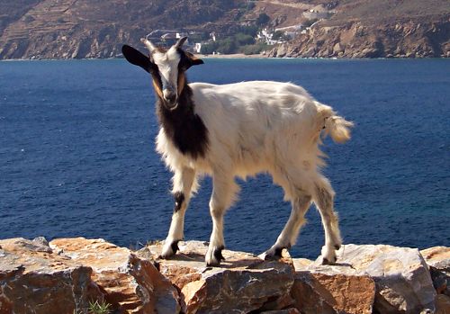 Katsika - A Greek goat. 