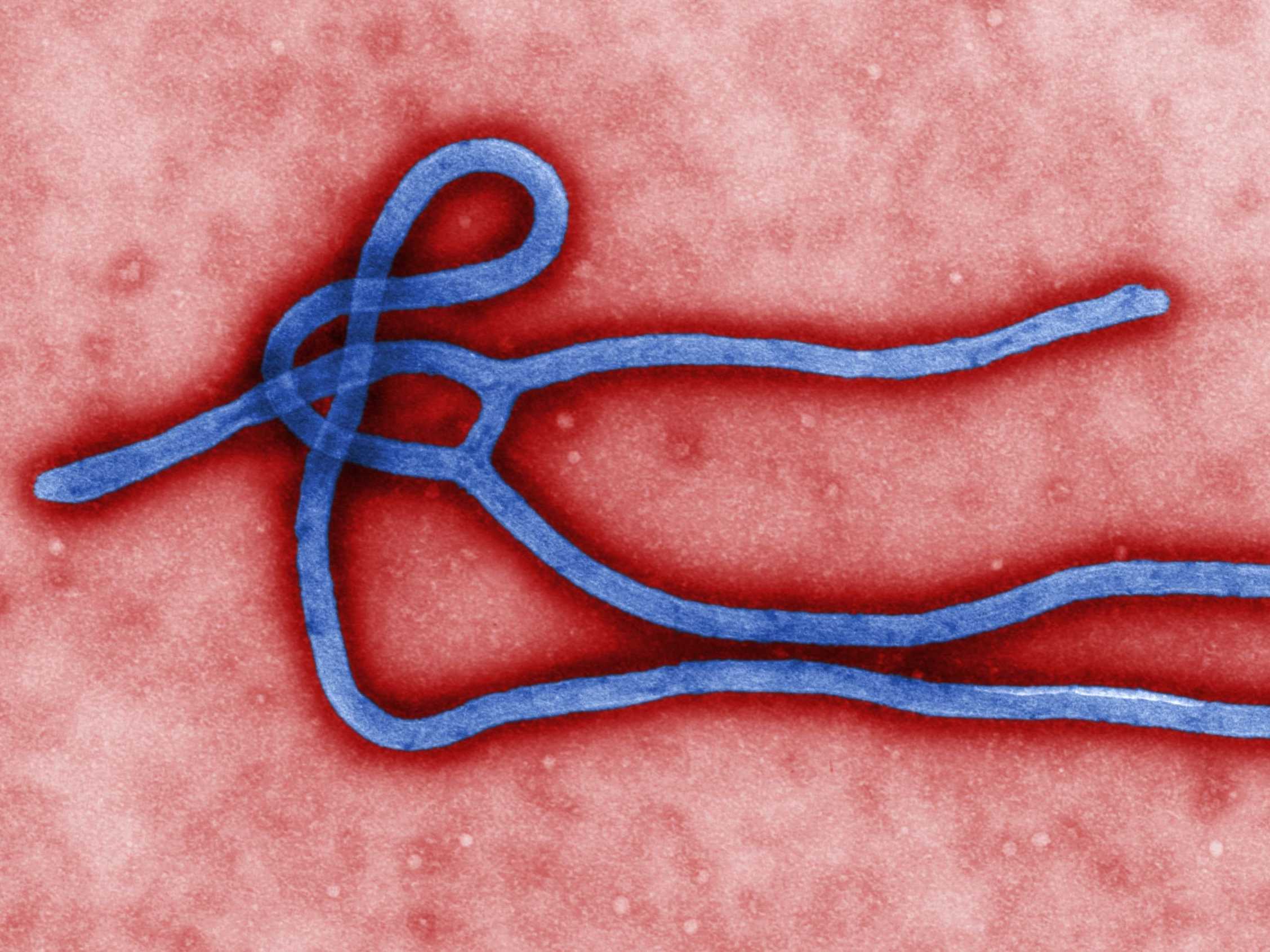 Ebola domains are spreading around the world. 
