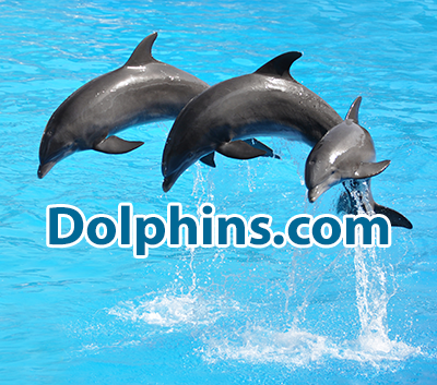 Dolphins.com - NOT for sale.