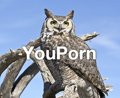 You'll find lots of hooters on YouPorn.